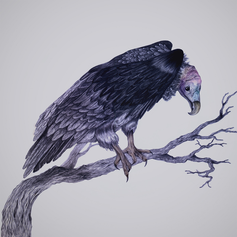 音樂(lè)專輯包裝插畫(huà)