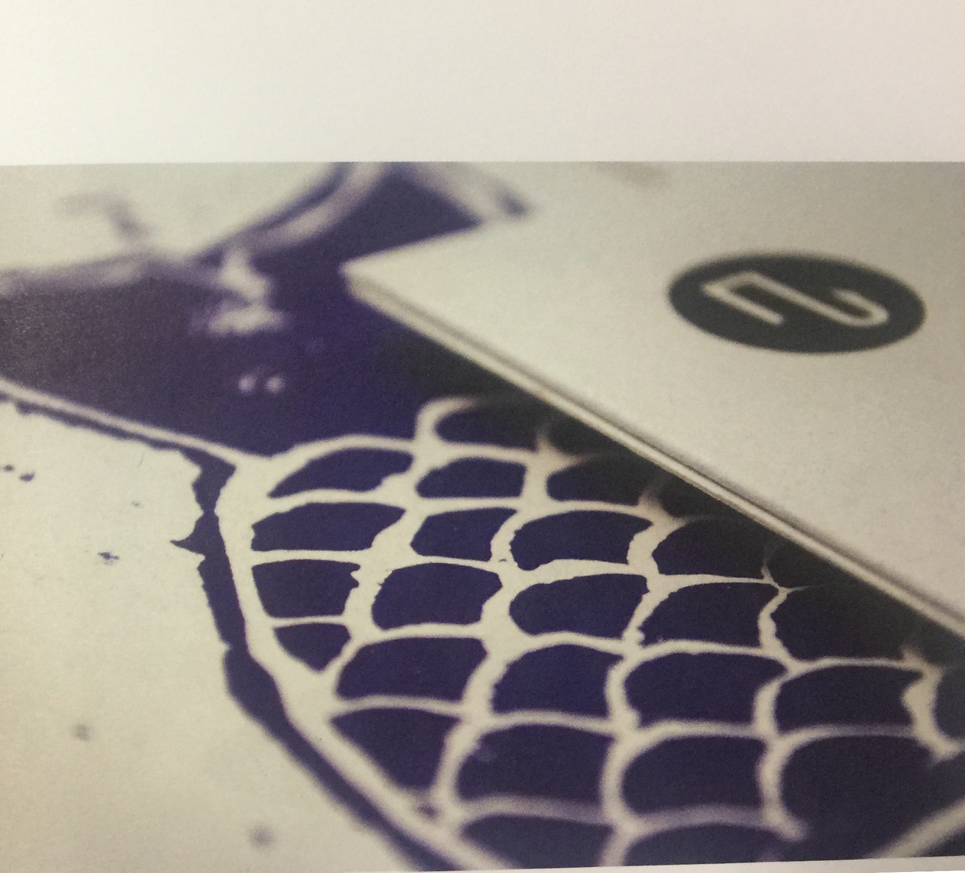 海鮮產(chǎn)品-魚類佳肴簡(jiǎn)單和新鮮特性的包裝